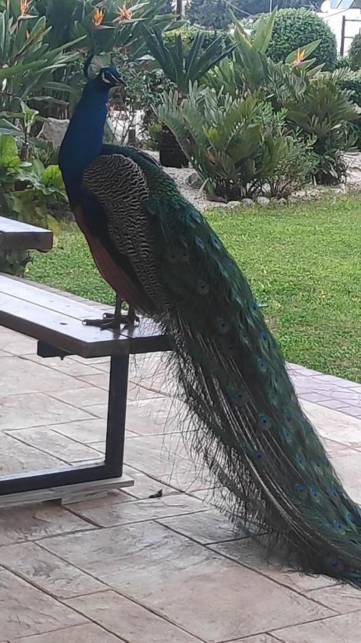 Aggelos Garden View Faliraki Dış mekan fotoğraf